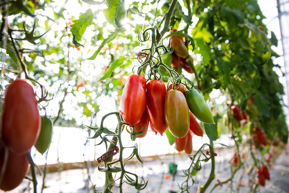 Tomate Oskar Typ San Marzano