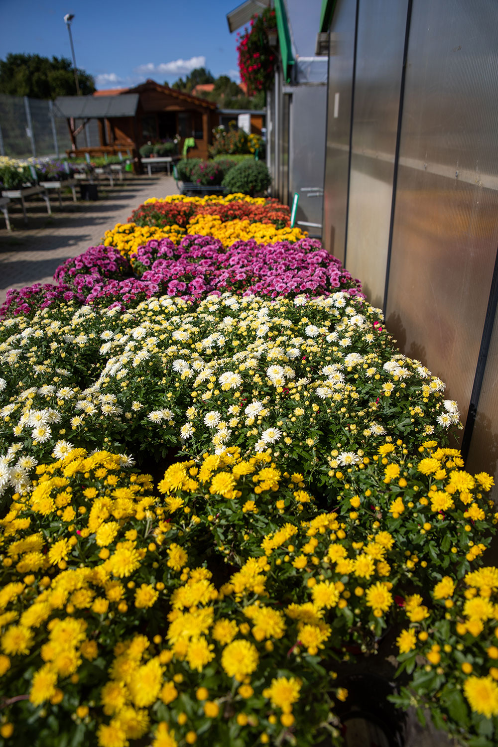 Chrysanthemen in großer Auswahl