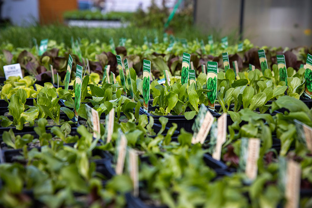 Gärtnerei Hagedorn - bunte Salate