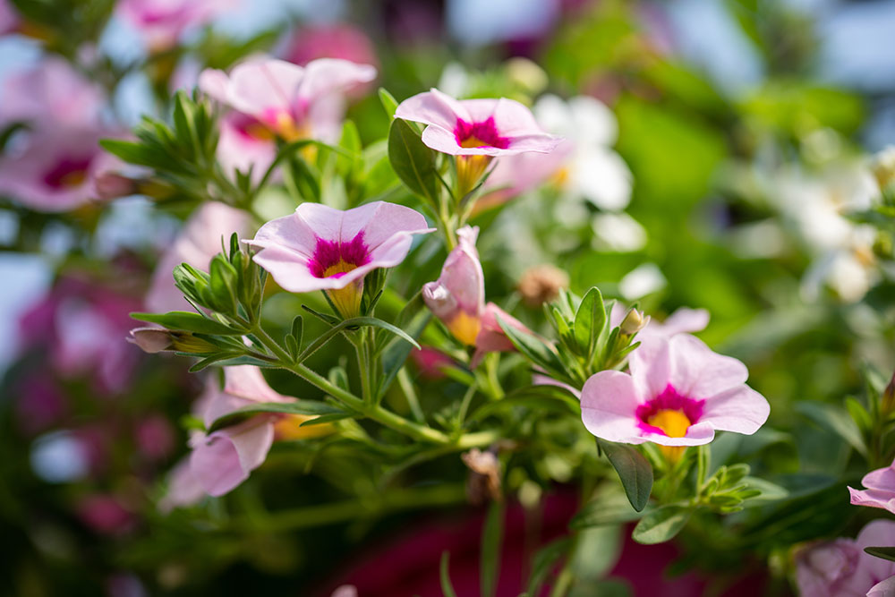 Gärtnerei Hagedorn - Calibrachoa