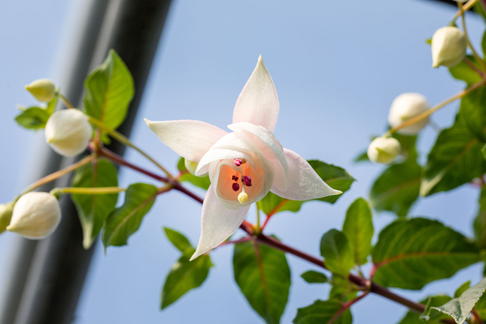 Gärtnerei Hagedorn - Fuchsia